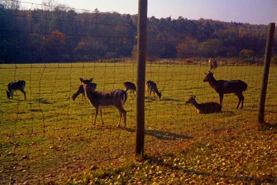 (06)-04-80-01-Nr-014-Rehe-1-560 (06)-04-80-01-Nr-014-Rehe-1-560