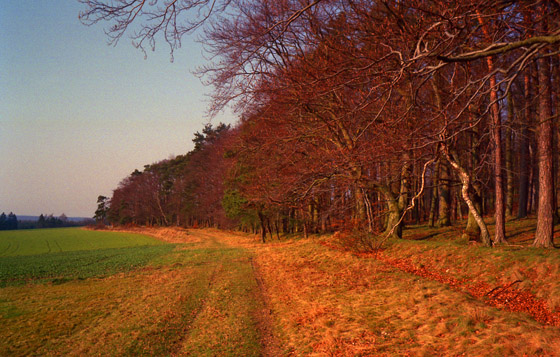 88-01-0026-Rechtenbach-Waldrand-560 88-01-0026-Rechtenbach-Waldrand-560