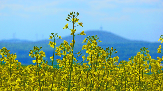 P1010186-Rapsfeld mit Dünsberg-560 P1010186-Rapsfeld mit Dünsberg-560