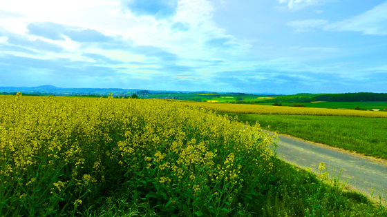 P1010210-Dünsberg+Staufenberg+Rapsfelder-560 P1010210-Dünsberg+Staufenberg+Rapsfelder-560