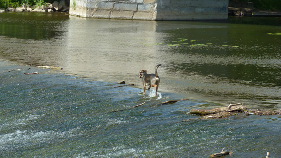 P1010480-Hund auf dem Wehr-560 P1010480-Hund auf dem Wehr-560