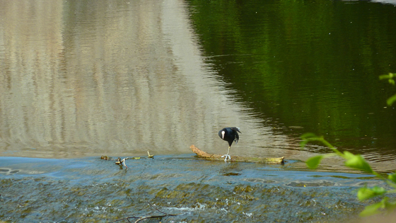 P1010661-unklarer Vogel auf dem Wehr-560 P1010661-unklarer Vogel auf dem Wehr-560