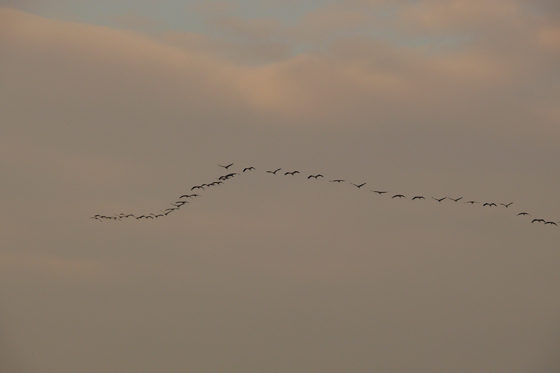 P1080924-The Fligth of the Cranes-560 P1080924-The Fligth of the Cranes-560