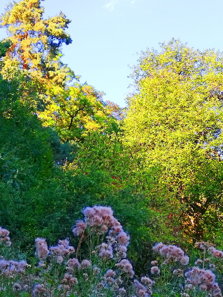IMG_20180806_181603-Disteln mit Wald-H600