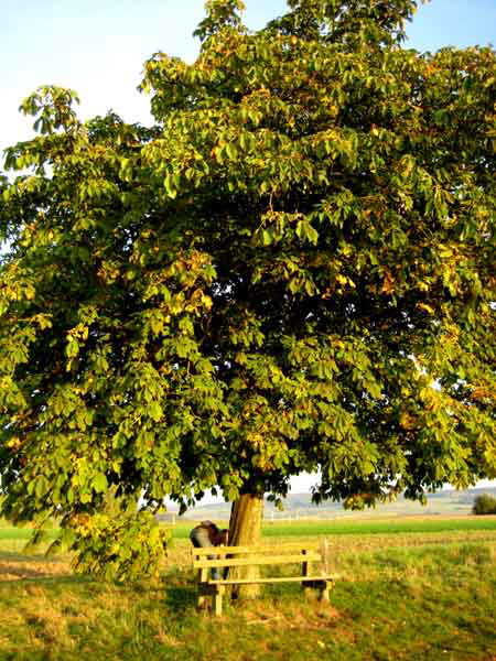 IMG_4512-Baum mit Bank