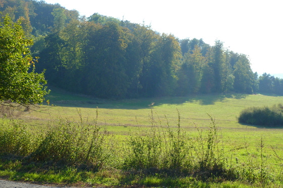 P1050309-dunstiger Frühherbst-Waldrand bei Großen Buseck-560 P1050309-dunstiger Frühherbst-Waldrand bei Großen Buseck-560