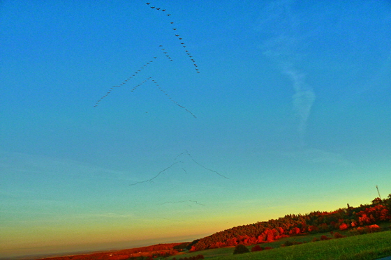 P1050444-Kraniche von rechts-N-ff-560 Kopie P1050444-Kraniche von rechts-N-ff-560 Kopie