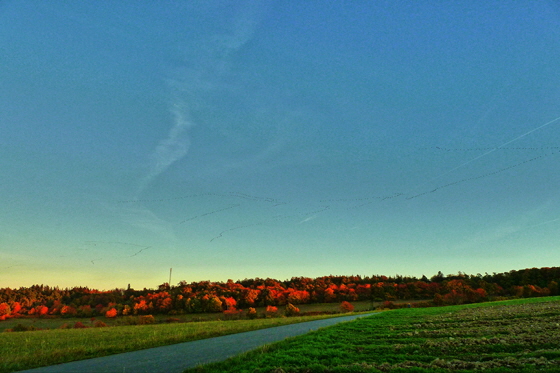 P1050452-Kranich-Schwärme rechts oben-N-ff-560 P1050452-Kranich-Schwärme rechts oben-N-ff-560